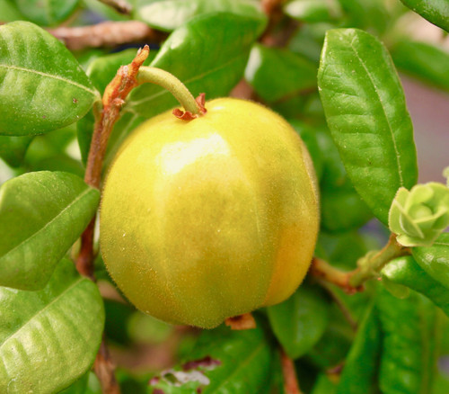 Eugenia selloi - Pitangatuba Seeds
