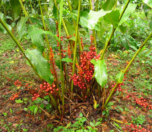 Renealmia alpinia - Garden Ginger Seeds Renealmia alpinia - Garden Ginger Seeds