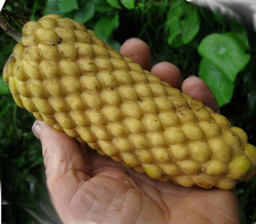 Annona edulis - Annona edulis - Seeds