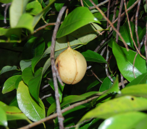 Myristica fragrans - Nutmeg Seeds