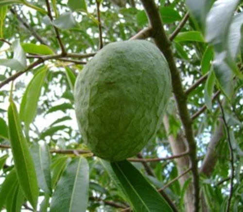 Annona cacans - Araticum Cagao Seeds
