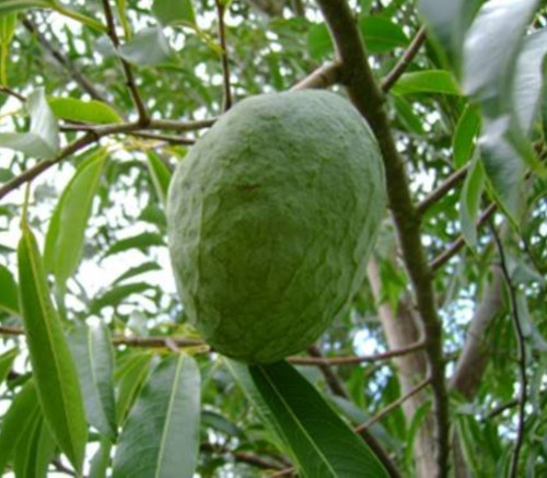 Annona cacans - Araticum Cagao Seeds
