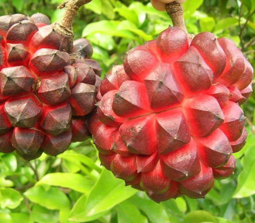 Duguetia lanceolata - Pindaiba Seeds