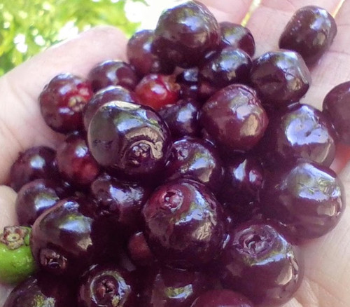 Eugenia florida - Guamirim Seeds