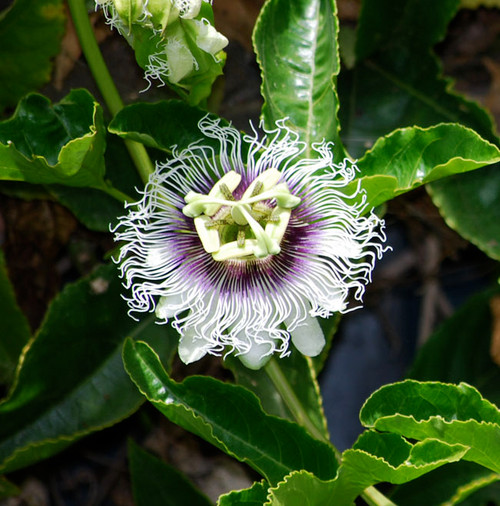 Passiflora edulis - Purple Giant Passion Fruit