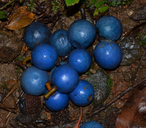 Elaeocarpus angustifolius - Blue Marble Tree Seeds