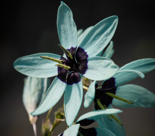 Ixia viridiflora - Turquoise Ixia Seeds