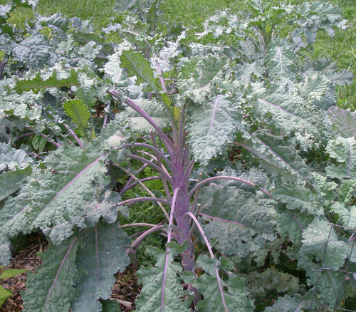 Rainbow Lacinato Kale Seeds