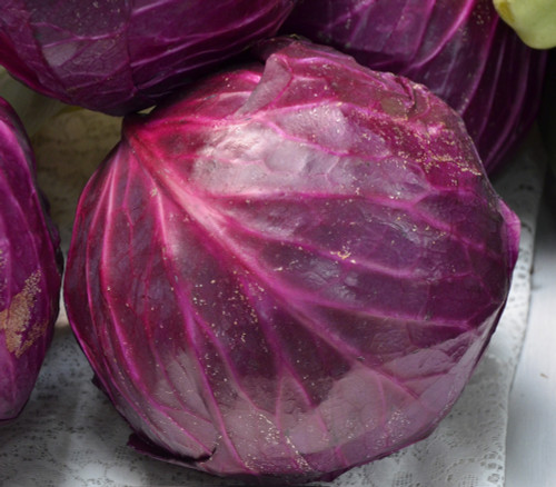 Red Acre Cabbage Seeds Red Acre Cabbage Seeds