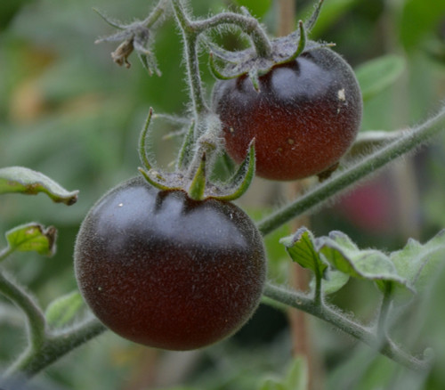 Wooly Blue Wine Tomato