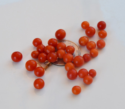 Spoon Tomato Seeds