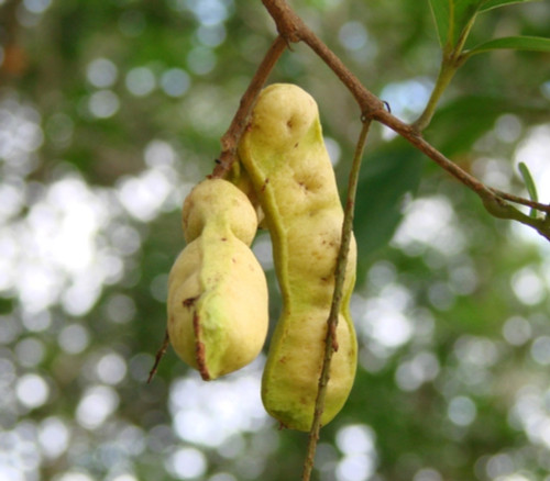 Inga laurina - White Ice Cream Bean Seeds Inga laurina - White Ice Cream Bean Seeds