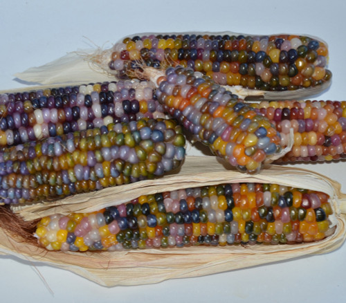 Glass Gem Corn Seeds Glass Gem Corn Seeds