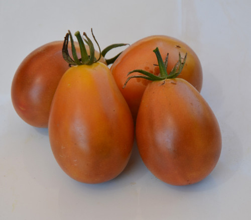 Pastel Sleeves Tomato