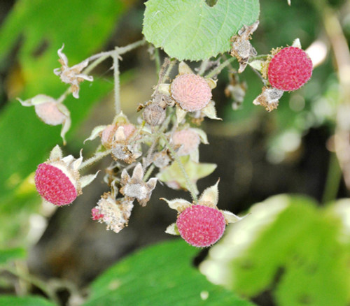Rubus parviflorus - Thimbleberry Seeds Rubus parviflorus - Thimbleberry Seeds