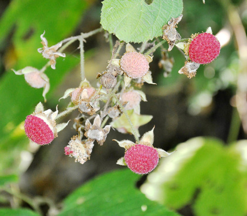 Rubus parviflorus - Thimbleberry Seeds