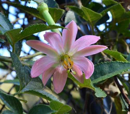 Passiflora tarminiana - Banana Passion Fruit Seeds Passiflora tarminiana - Banana Passion Fruit Seeds