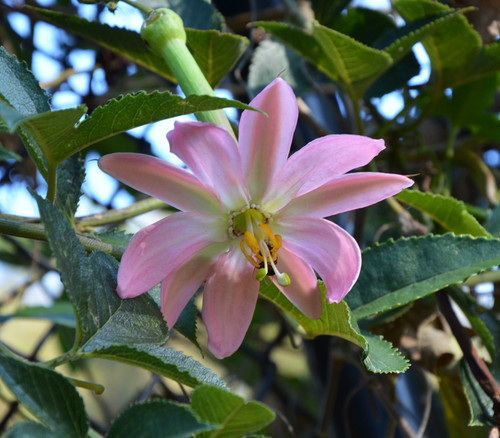 Passiflora tarminiana - Banana Passion Fruit Seeds