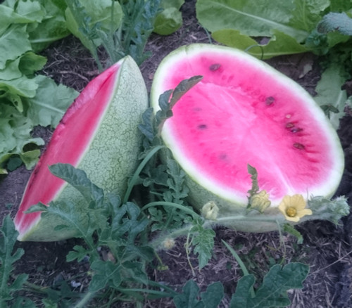 Ali Baba Watermelon Seeds Ali Baba Watermelon Seeds