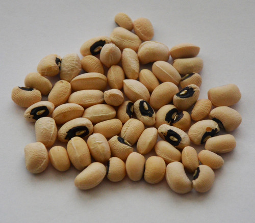 California Blackeye Pea Seeds