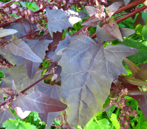 Atriplex hortensis - Orach, Red Seeds
