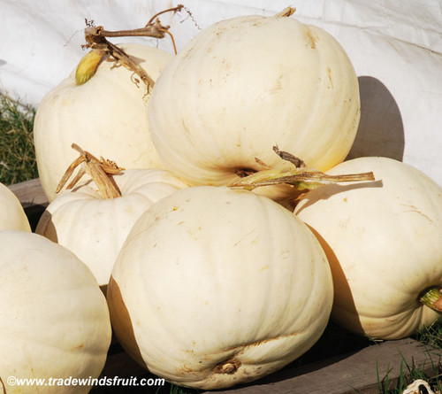 Lumina Pumpkin Seeds