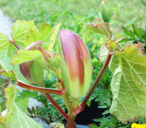 Alabama Red Okra Seeds