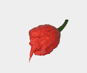 Carolina Reaper Pepper Seeds