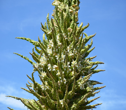 Puya raimondii - Queen of the Andes