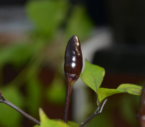 Royal Black Pepper Seeds