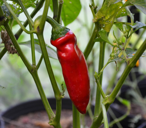 Aleppo Pepper Seeds Aleppo Pepper Seeds