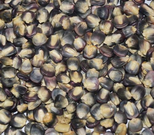 Blue Clarage Corn Seeds