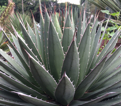 Agave horrida - Mexcalmetl