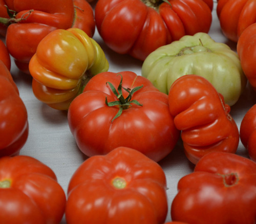 Costoluto Genovese Tomato Seeds
