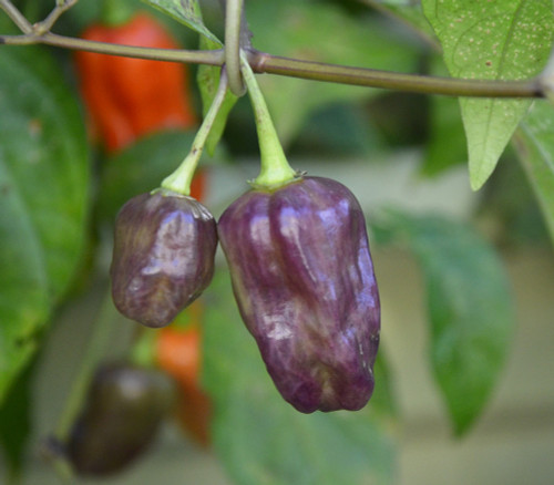 Naga Purple Pepper