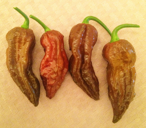Bhut Jolokia Pepper, Chocolate Seeds
