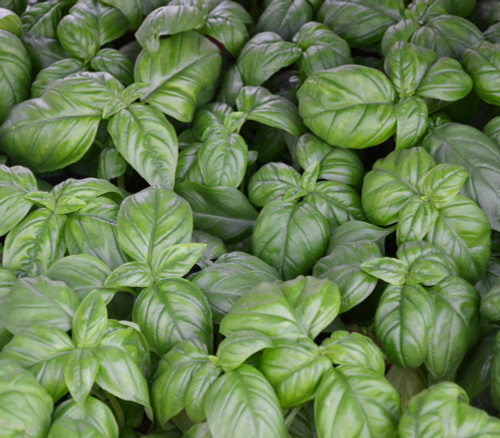 Ocimum basilicum - Genovese Basil Seeds Ocimum basilicum - Genovese Basil Seeds