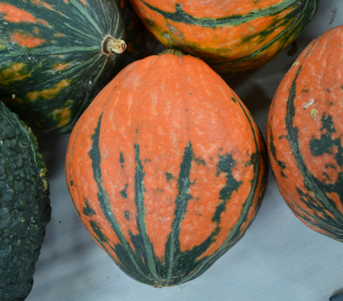 Lakota Squash Seeds