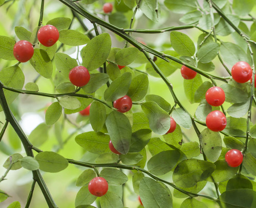 Vaccinium parvifolium - Red Huckleberry Seeds