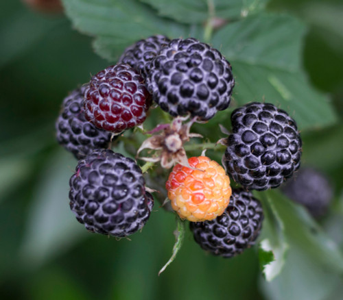 Rubus leucodermis - Blue Raspberry Seeds Rubus leucodermis - Blue Raspberry Seeds