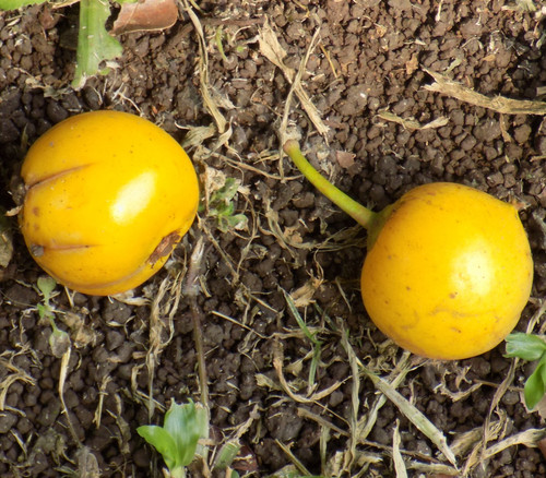 Garcinia kola - Bitter Kola Seeds