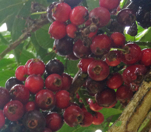 Syzygium polycephalum - Lipote Seeds Syzygium polycephalum - Lipote Seeds