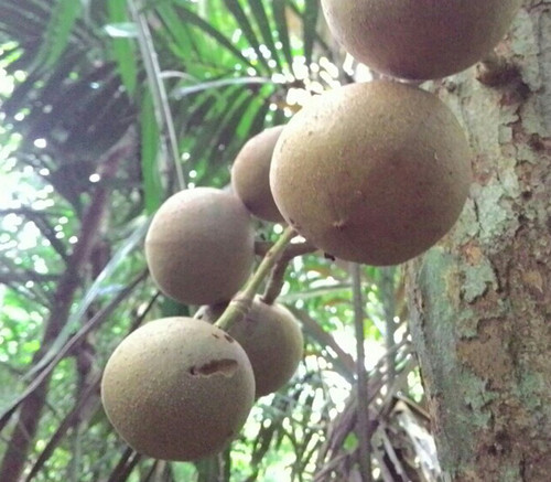 Baccaurea motleyana - Rambai - Seeds