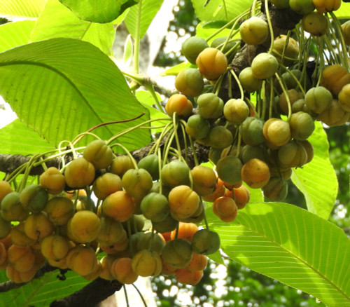 Dillenia pentagyna - Karmal Seeds
