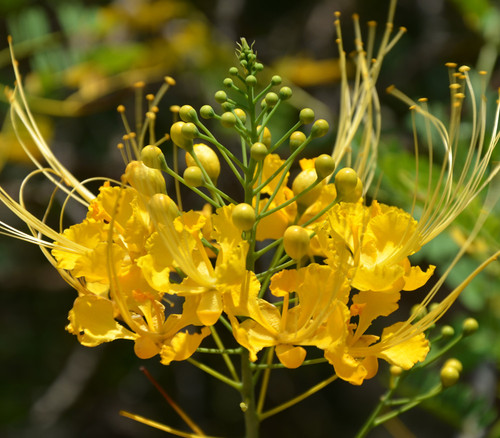 Caesalpinia pulcherrima 'Yellow' - Yellow Dwarf Poinciana Seeds