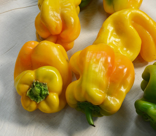 Yellow Monster Pepper Seeds