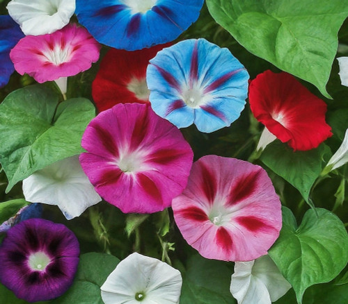 Ipomea purpurea - Morning Glory Mix Seeds Ipomea purpurea - Morning Glory Mix Seeds