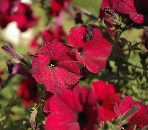 Ipomea nil - Scarlet O'Hara Morning Glory