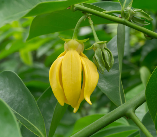 Artabotrys siamensis - Climbing Ylang Ylang Seeds Artabotrys siamensis - Climbing Ylang Ylang Seeds