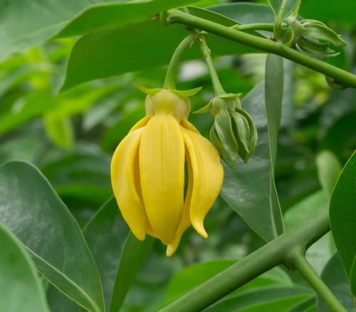 Artabotrys siamensis - Climbing Ylang Ylang Seeds